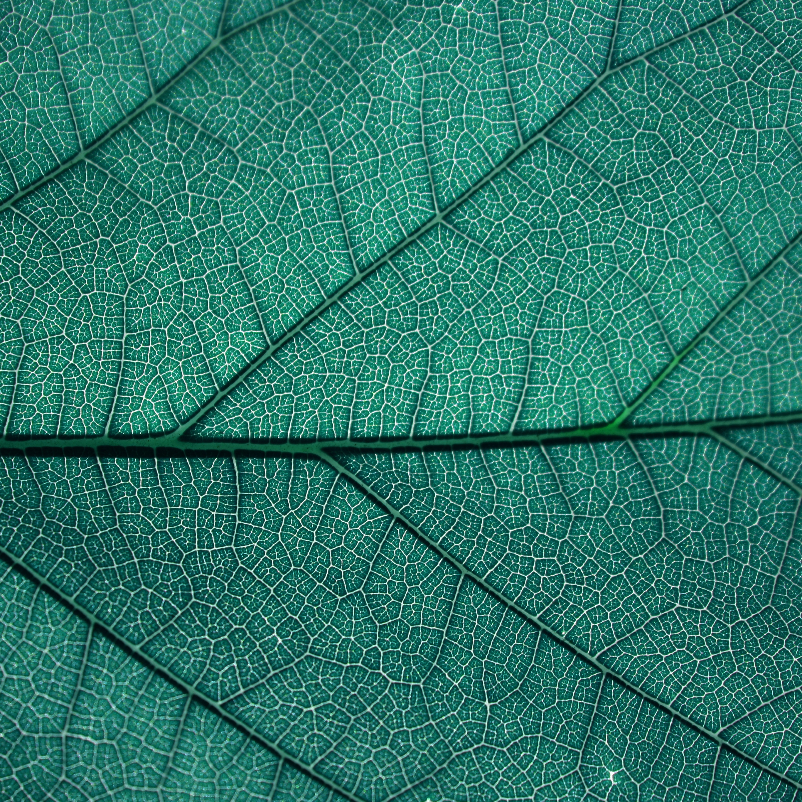 Wallpaper of a leaf