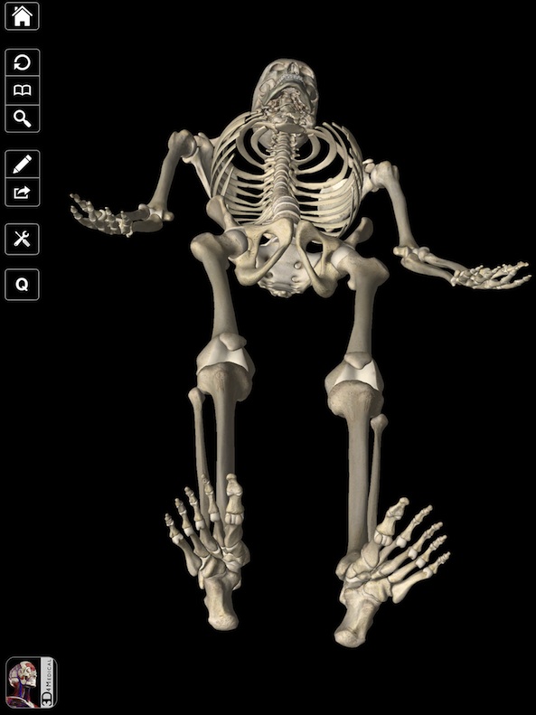 Essential Skeleton 2