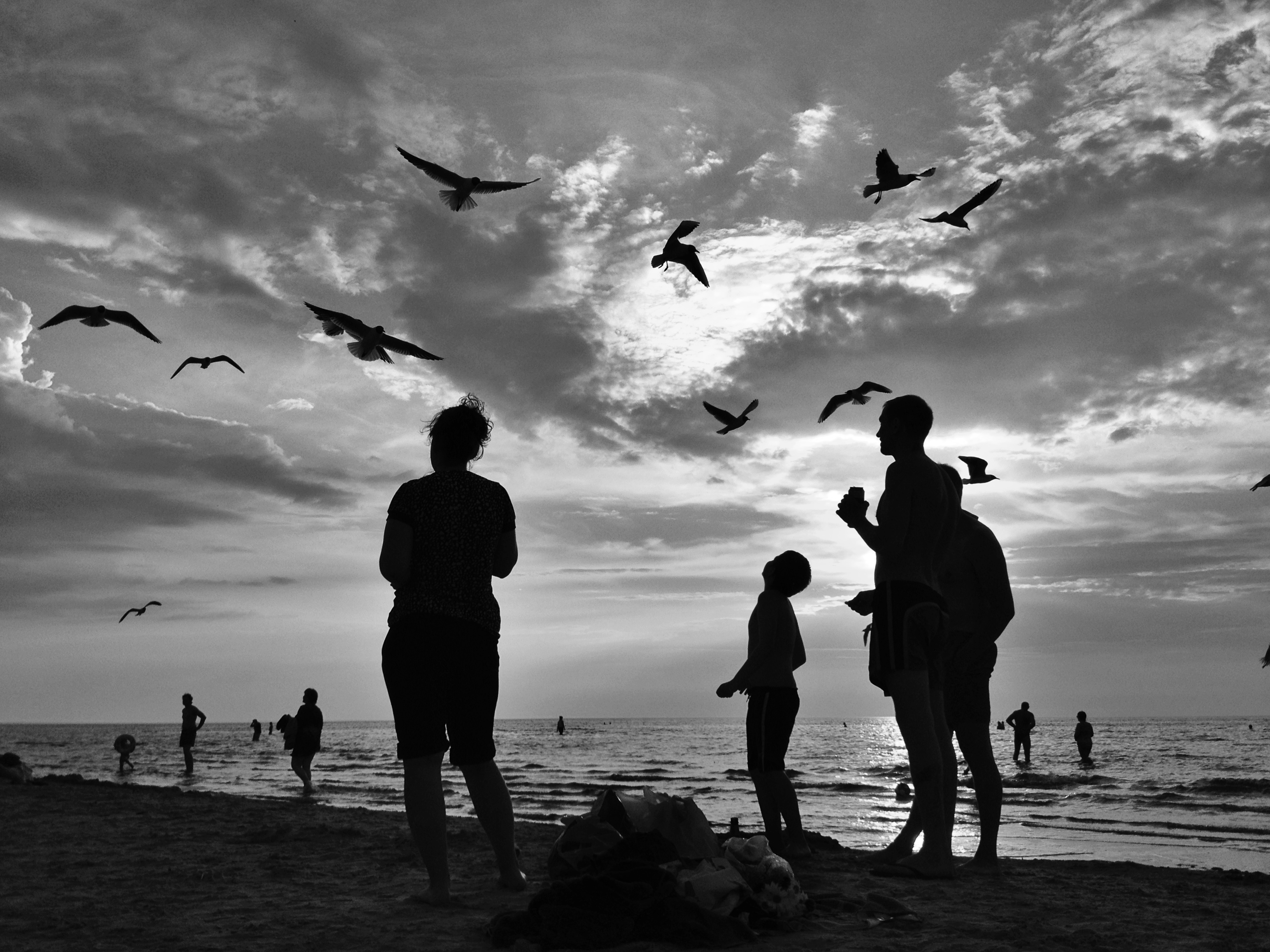 seagulls silhouette