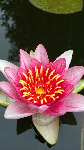 Water Lily Mario Britten iPhone 5 preview