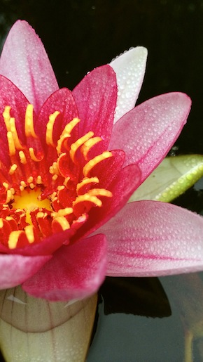 Water Lily Mario Britten left iPhone 5 preview