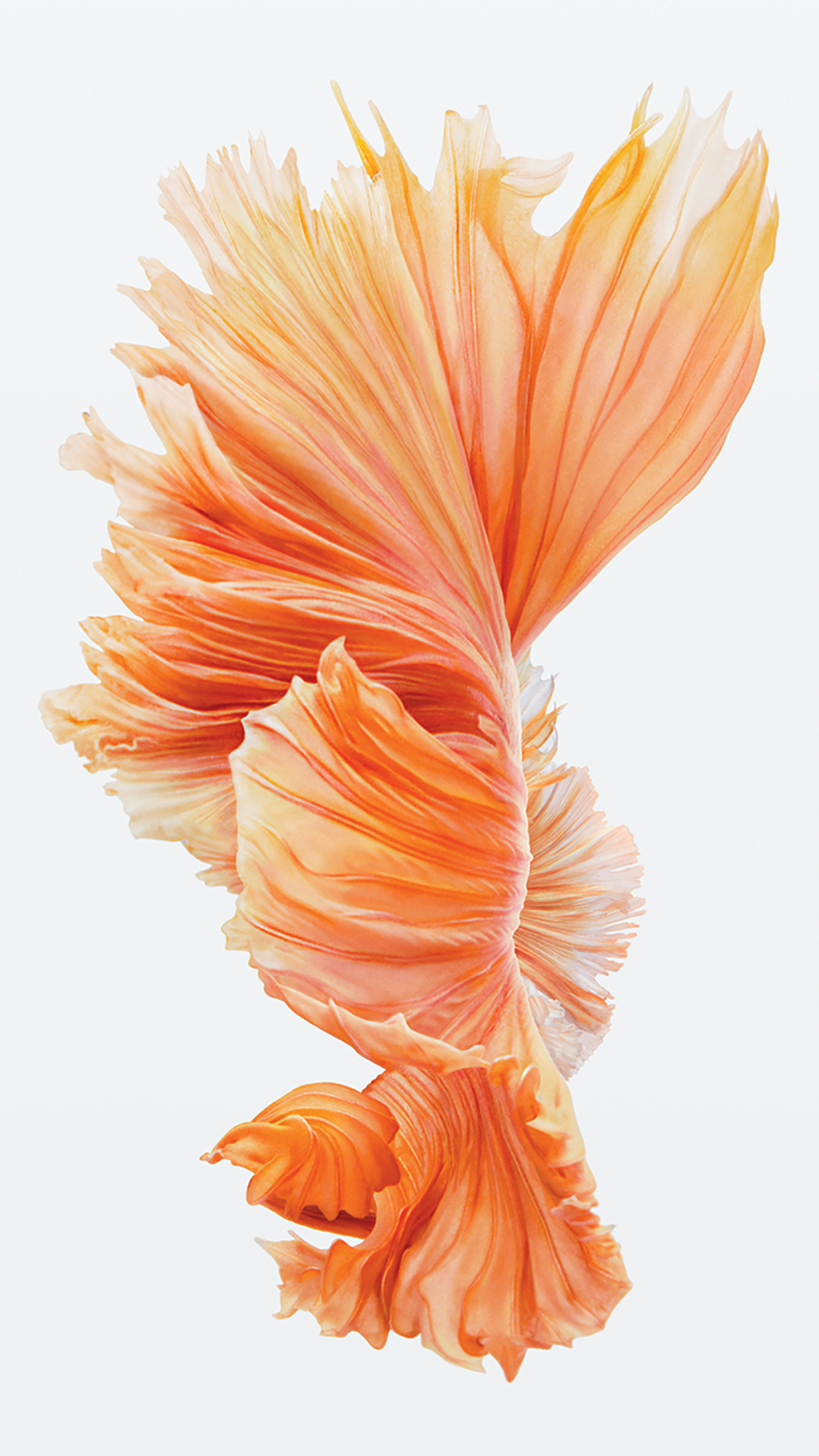 iPhone 6s Fish Pink Wallpaper
