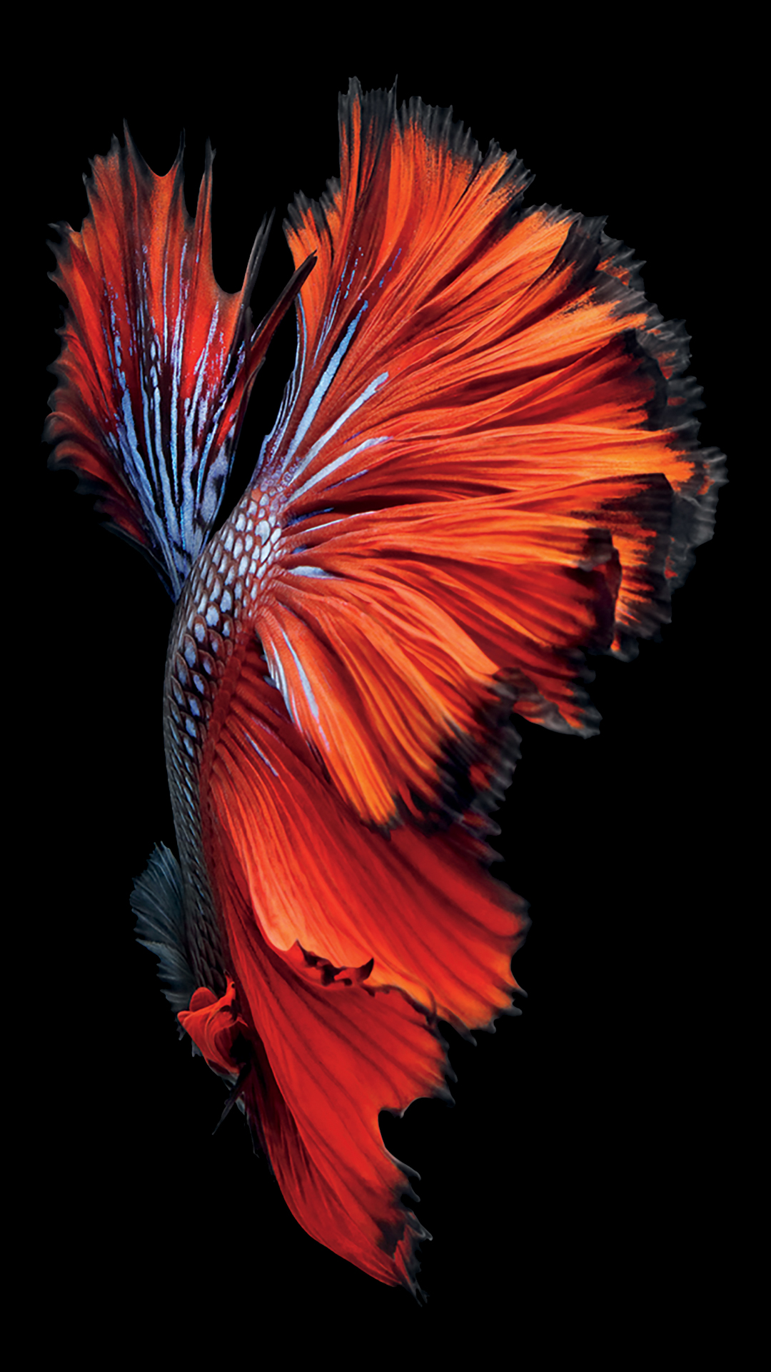 iPhone 6s Fish Red Wallpaper