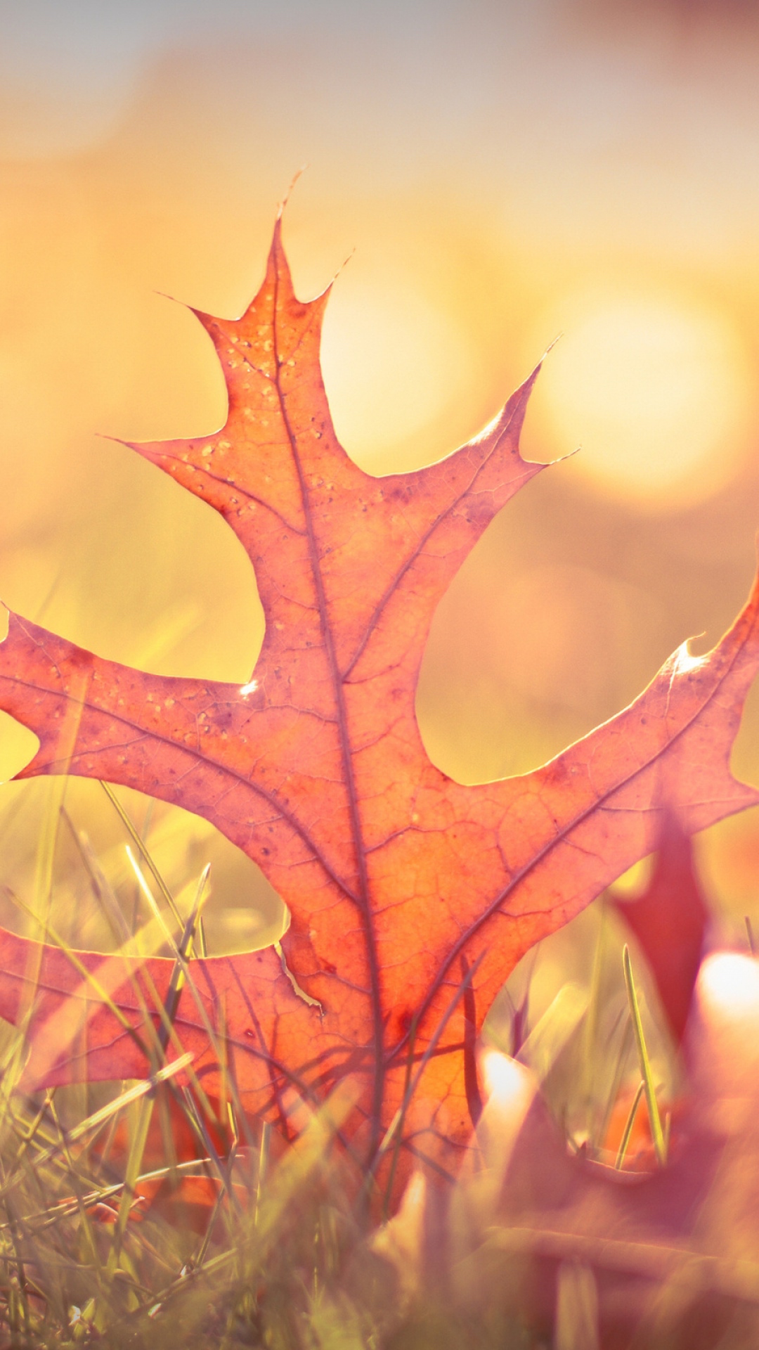 Fall-Leaves-iPhone-6-Plus-1080x1920