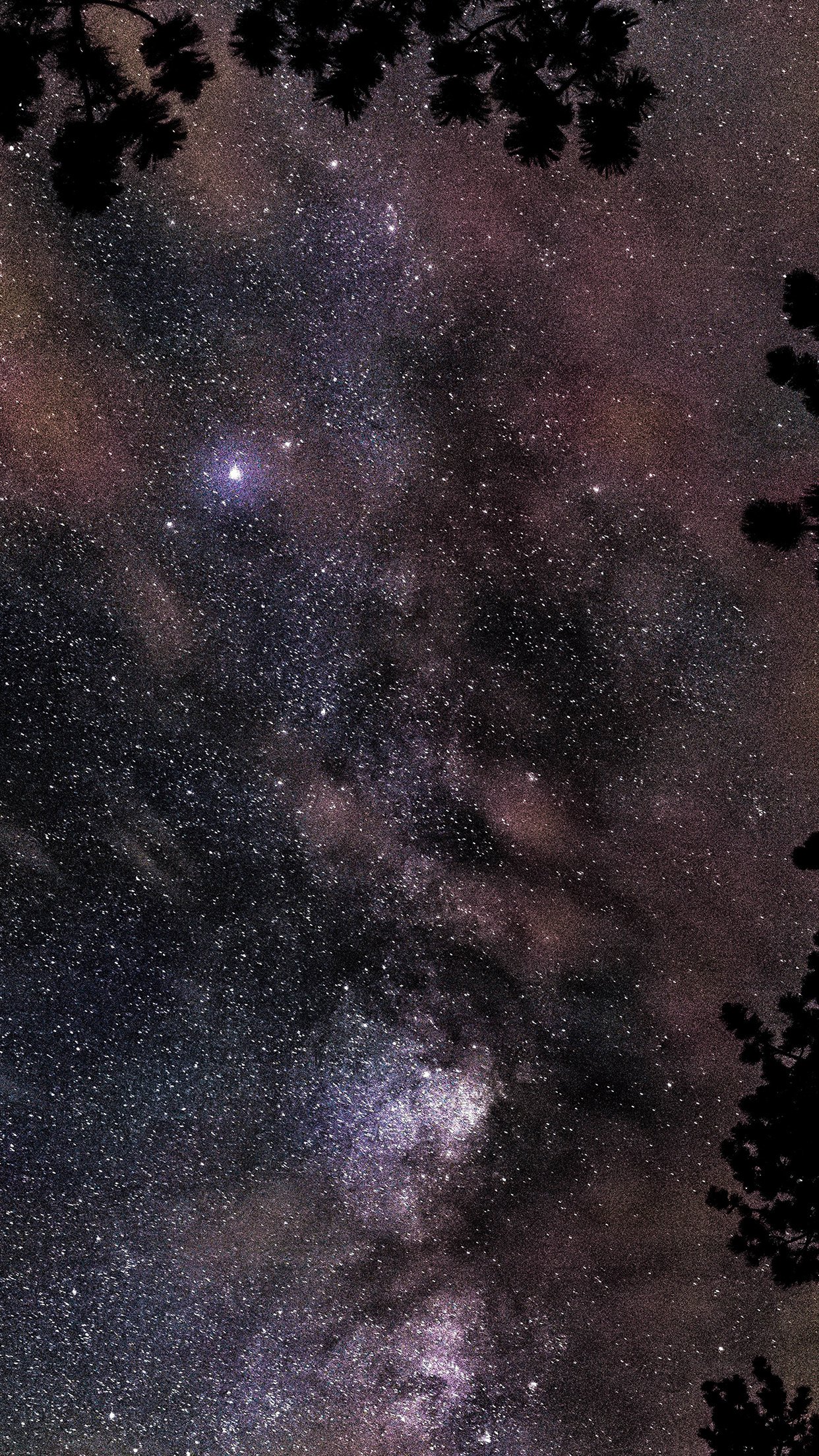 space-star-night-sky-fall-nature-wood-34-iphone6-plus-wallpaper