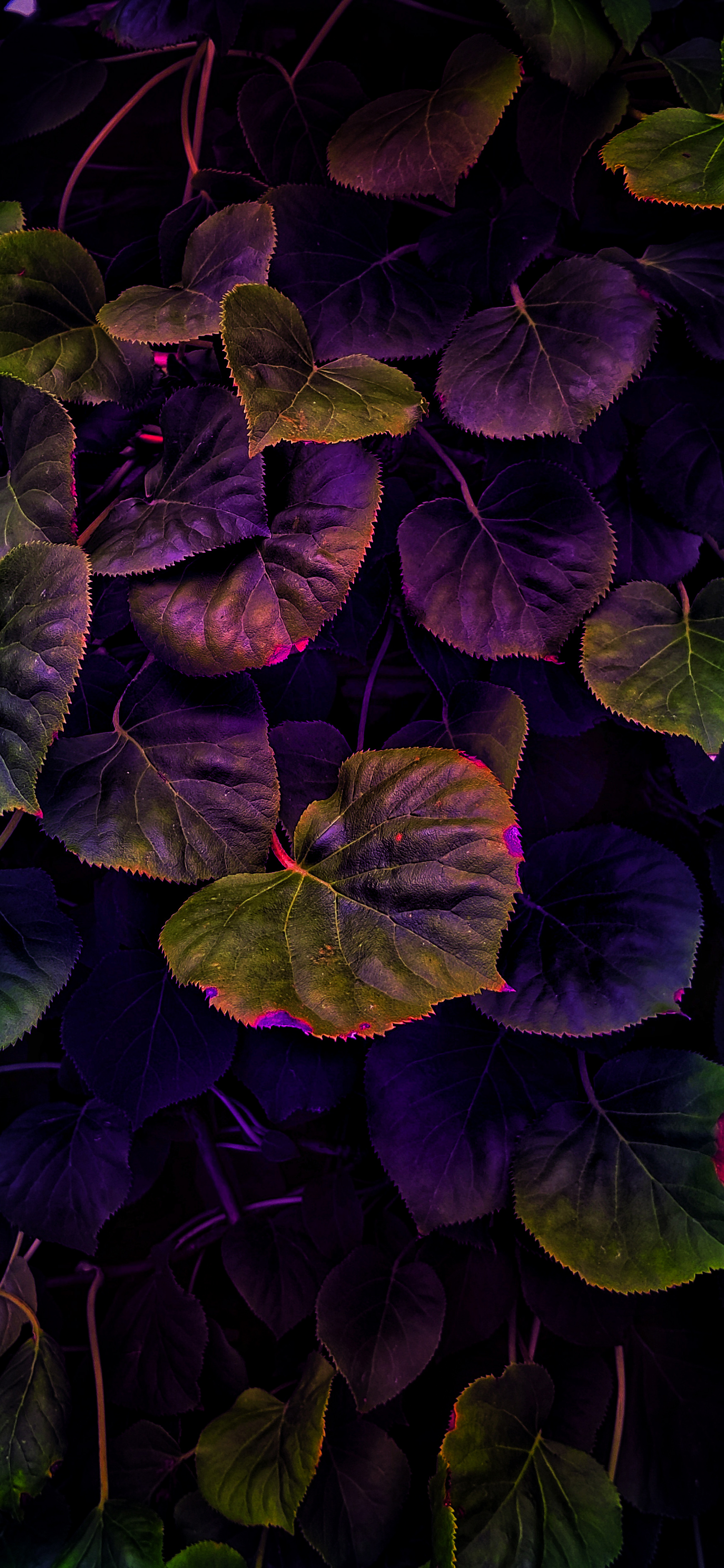 Nature photography iPhone wallpaper wallsbyjfl HDR purple