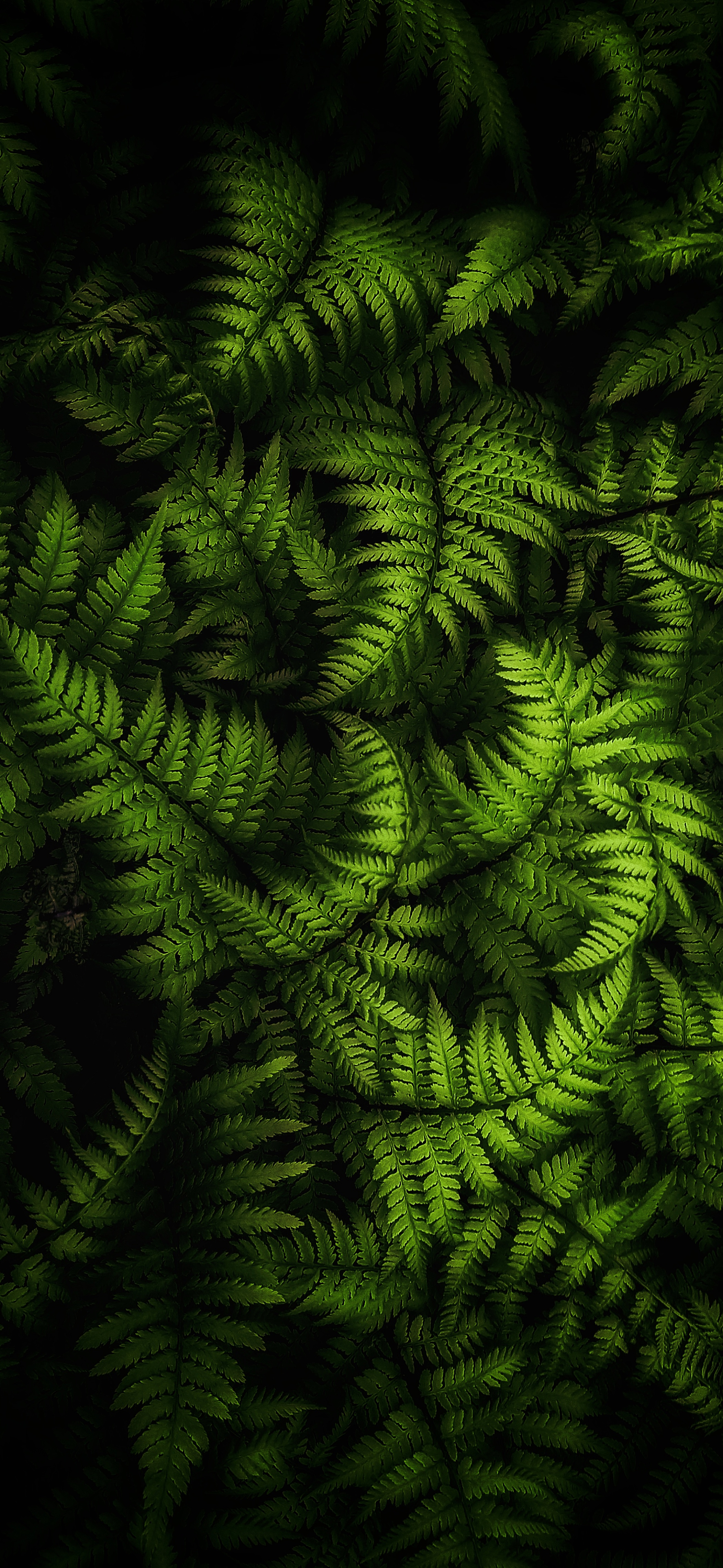 Nature photography iPhone wallpaper wallsbyjfl ferns highlight