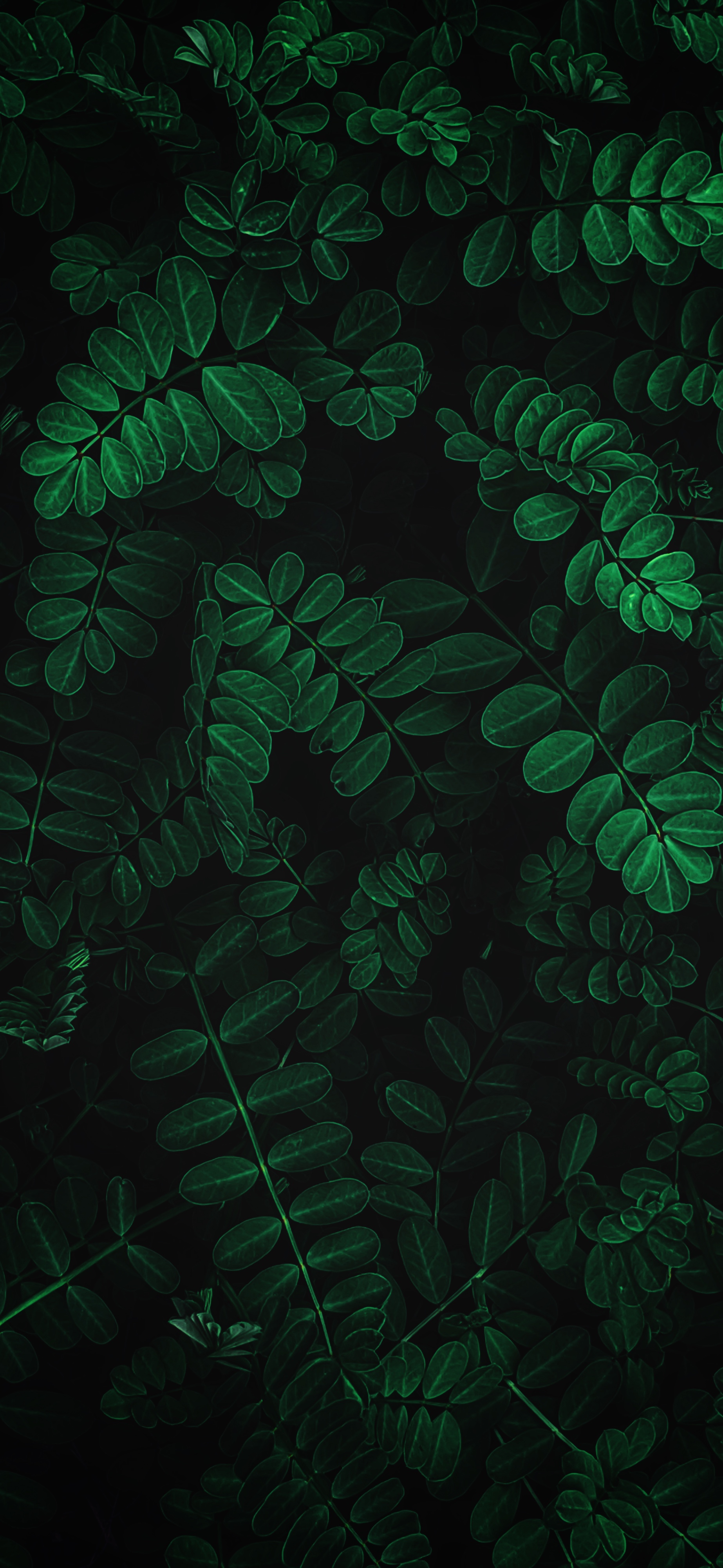 Nature photography iPhone wallpaper wallsbyjfl ferns