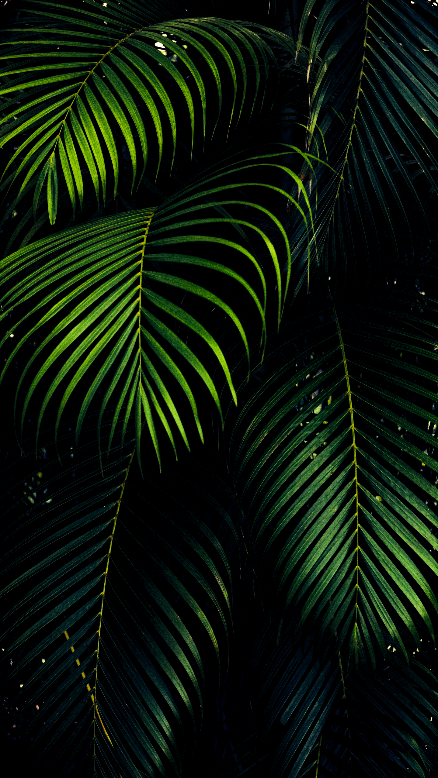 OLED iPhone 11 Pro hình nền màu xanh lá cây iD DownloadBlog dương xỉ