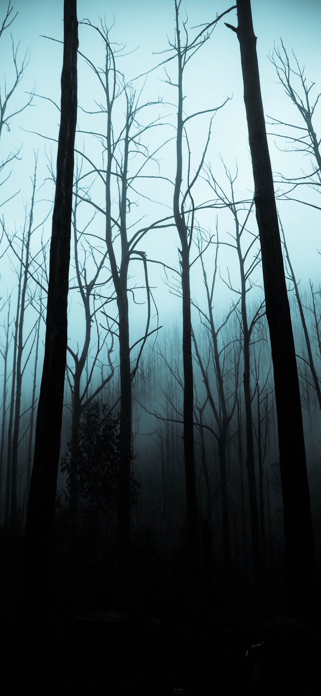 Halloween iphone wallpaper spooky woods idownloadblog jack cain