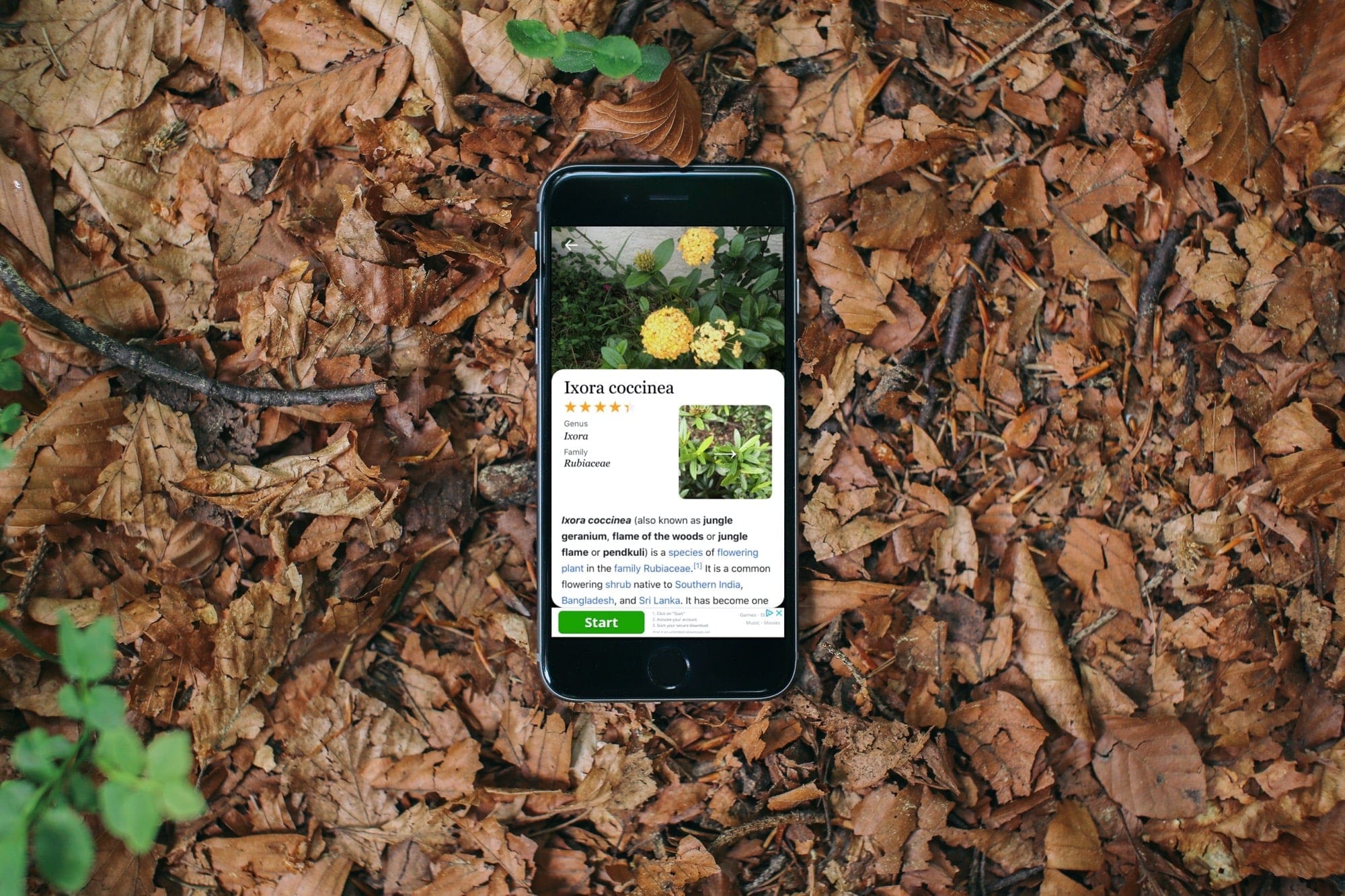 the best flower and plant identifier apps for iphone