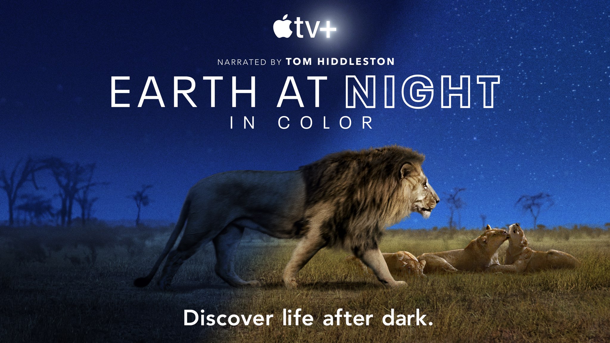 Groundbreaking docuseries “Earth at Night in Color” about nocturnal animals  hits Apple TV+