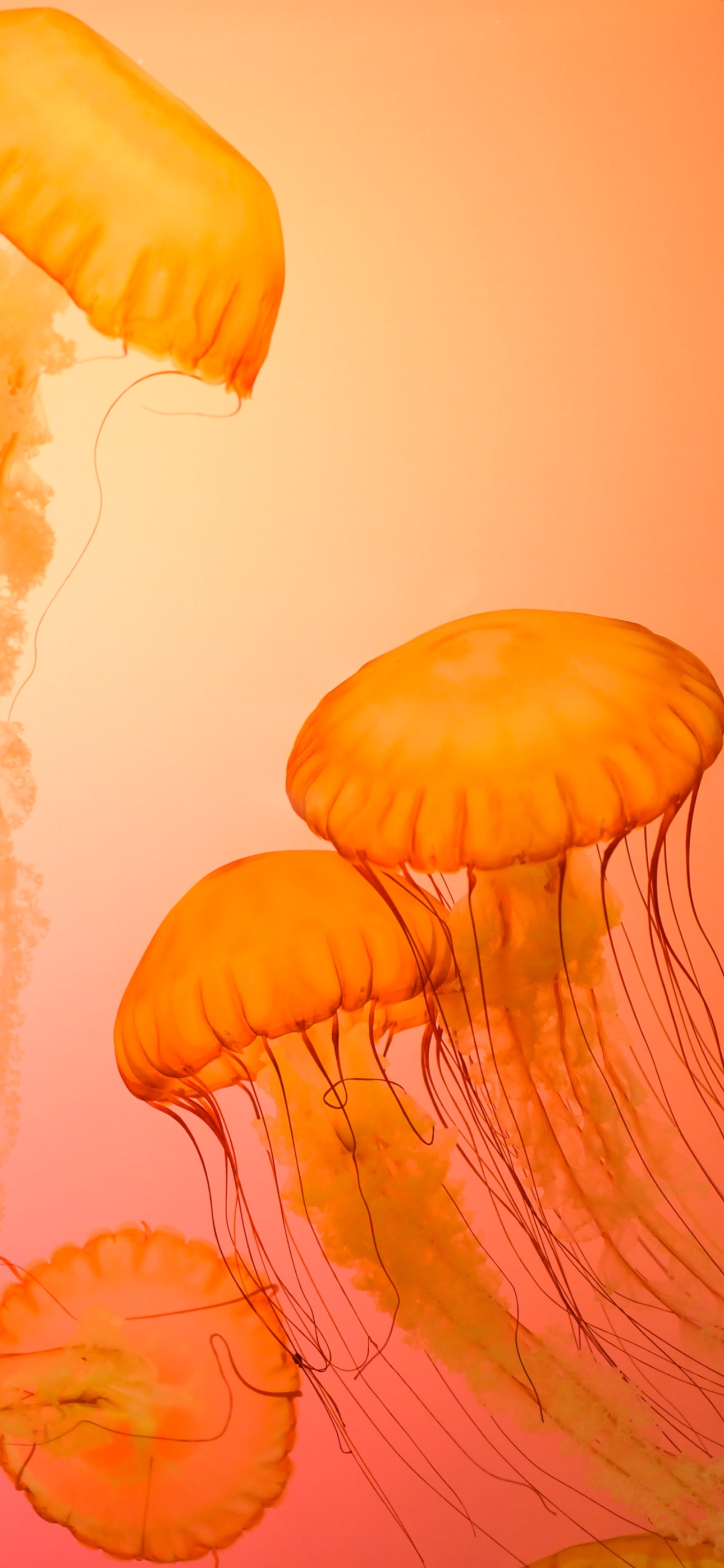 Orange jellyfish iPhone wallpaper Zetong