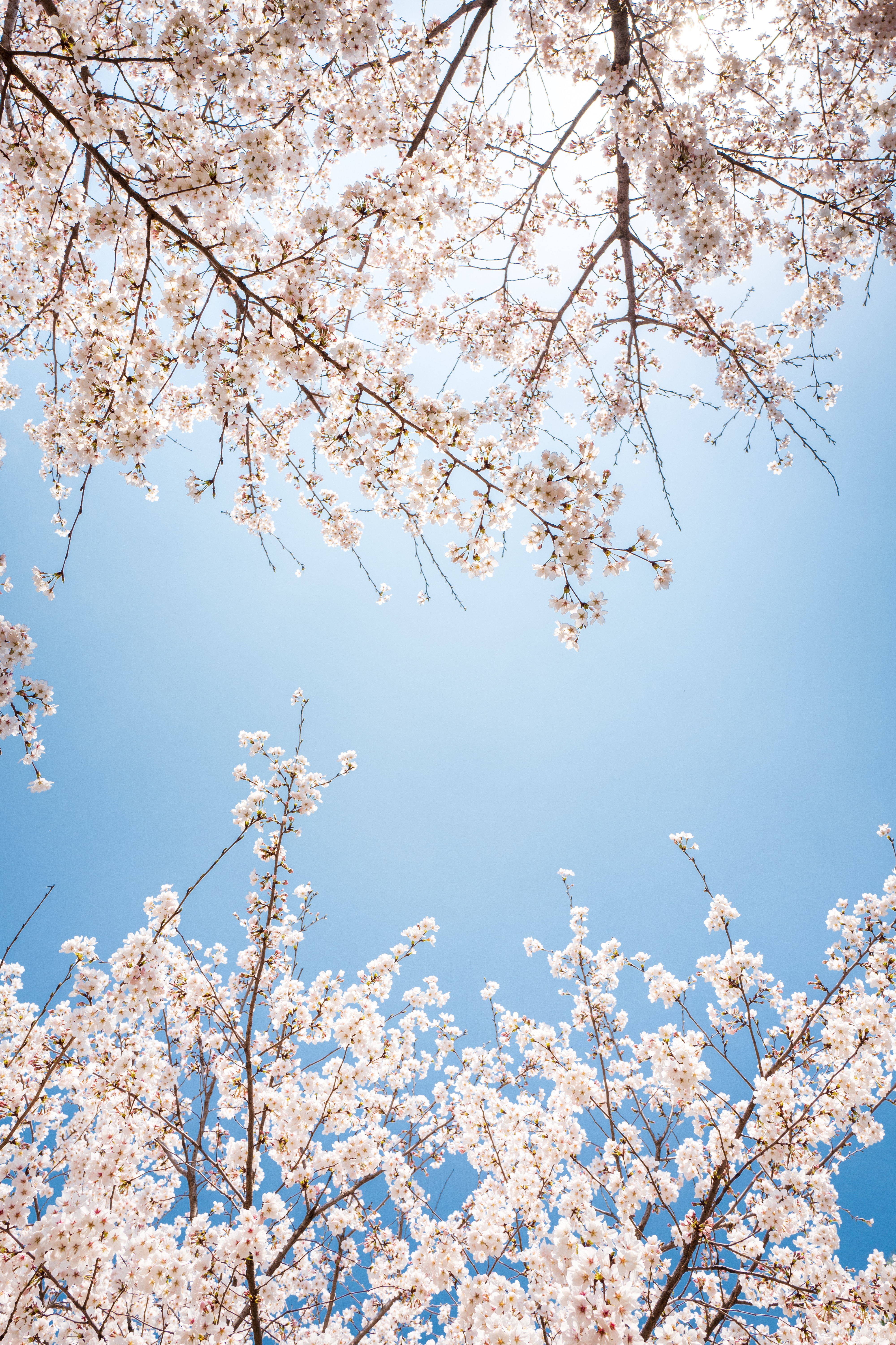 Beautiful pink and white cherry blossom wallpaper pack