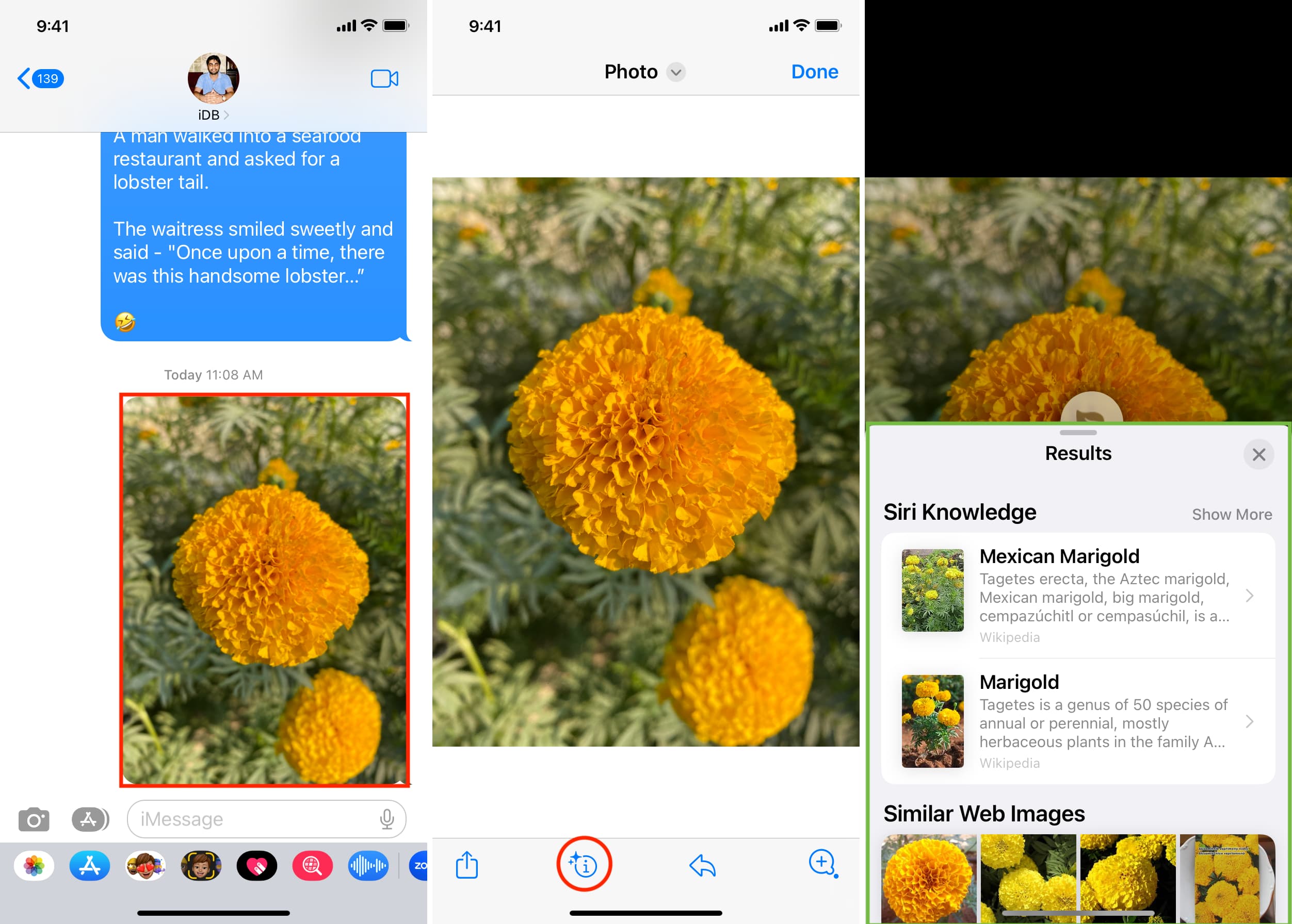 Use Visual Look Up in Messages app on iPhone