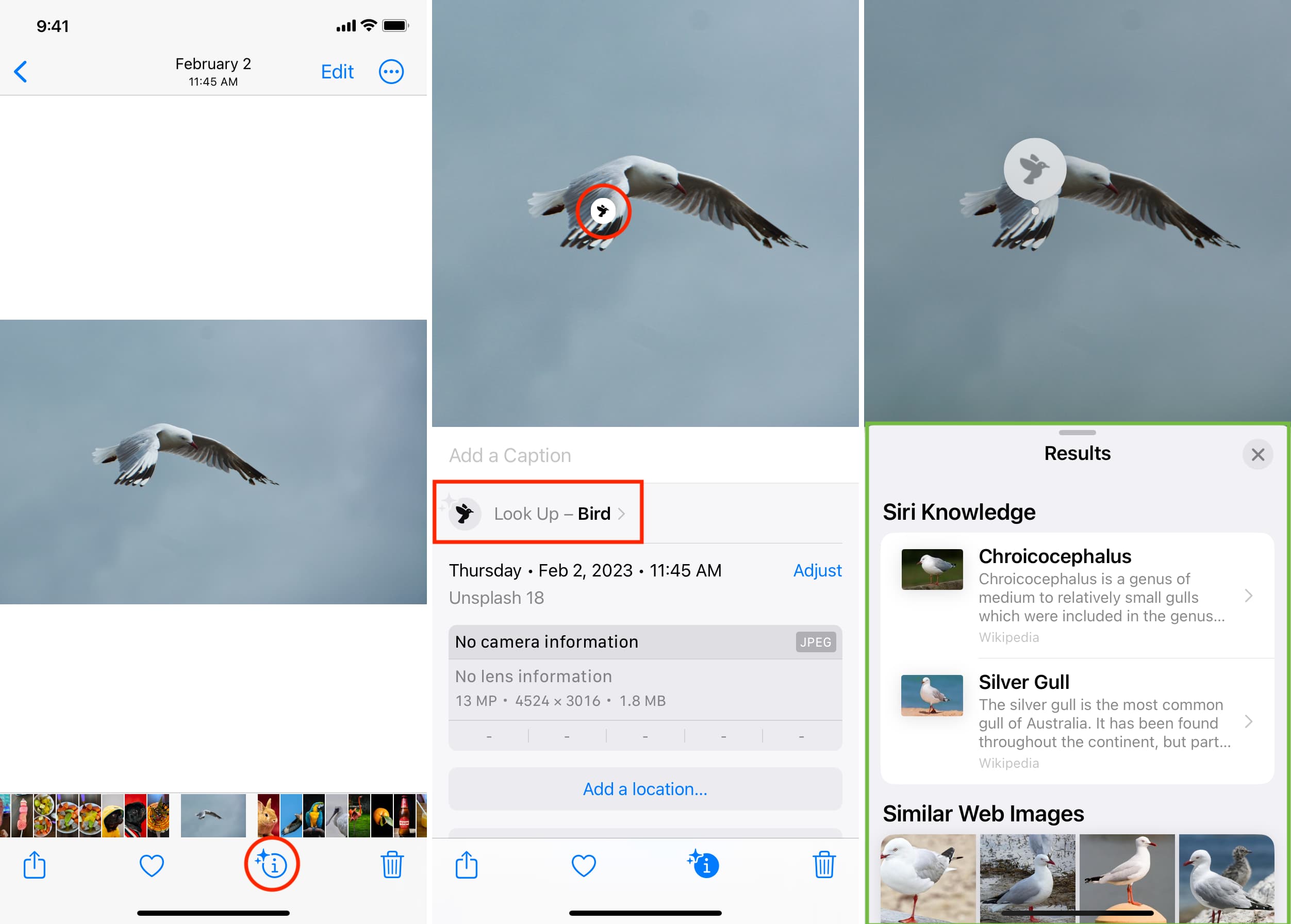 Use Visual Look Up in Photos app on iPhone