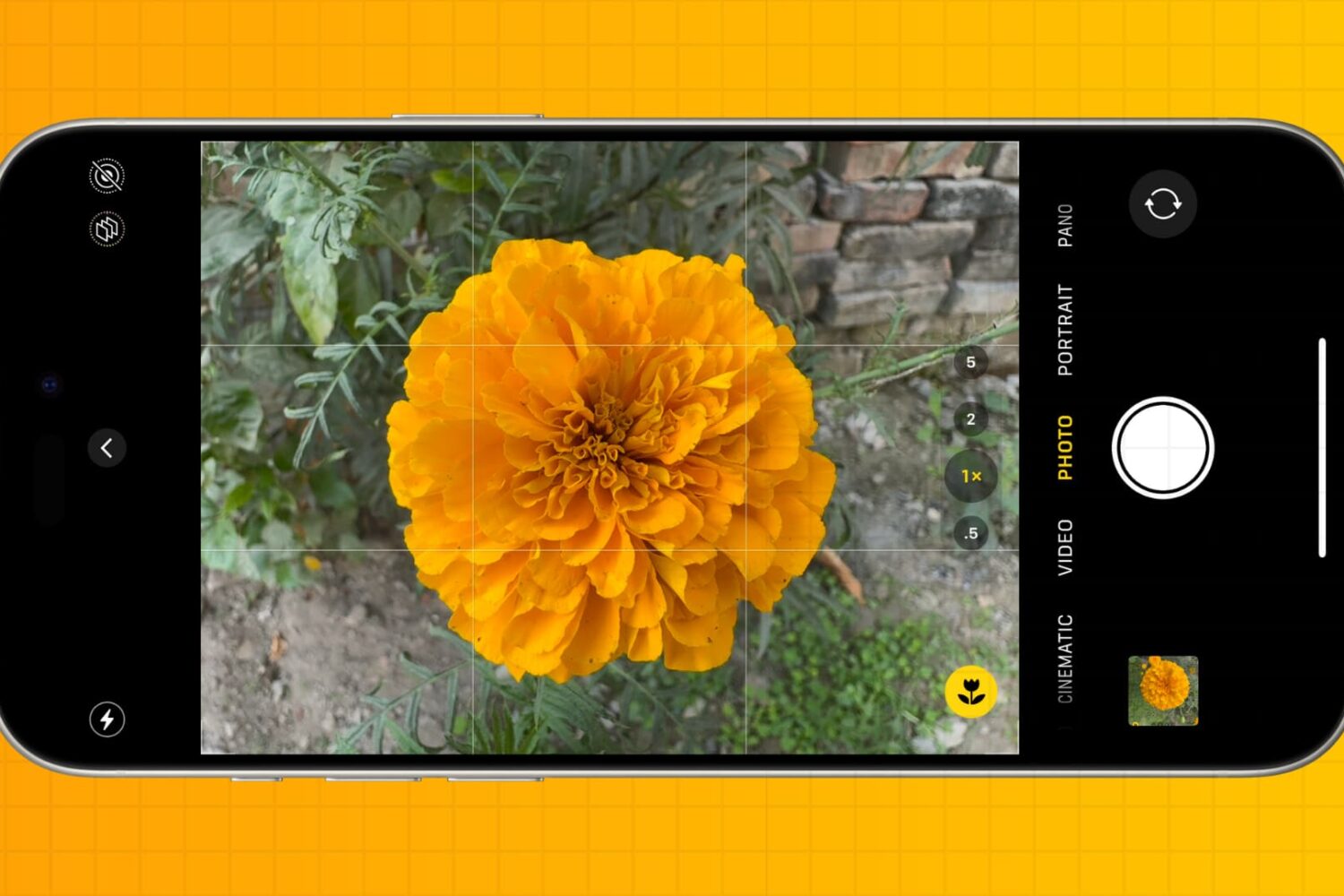 Taking photo of a yellow flower on iPhone