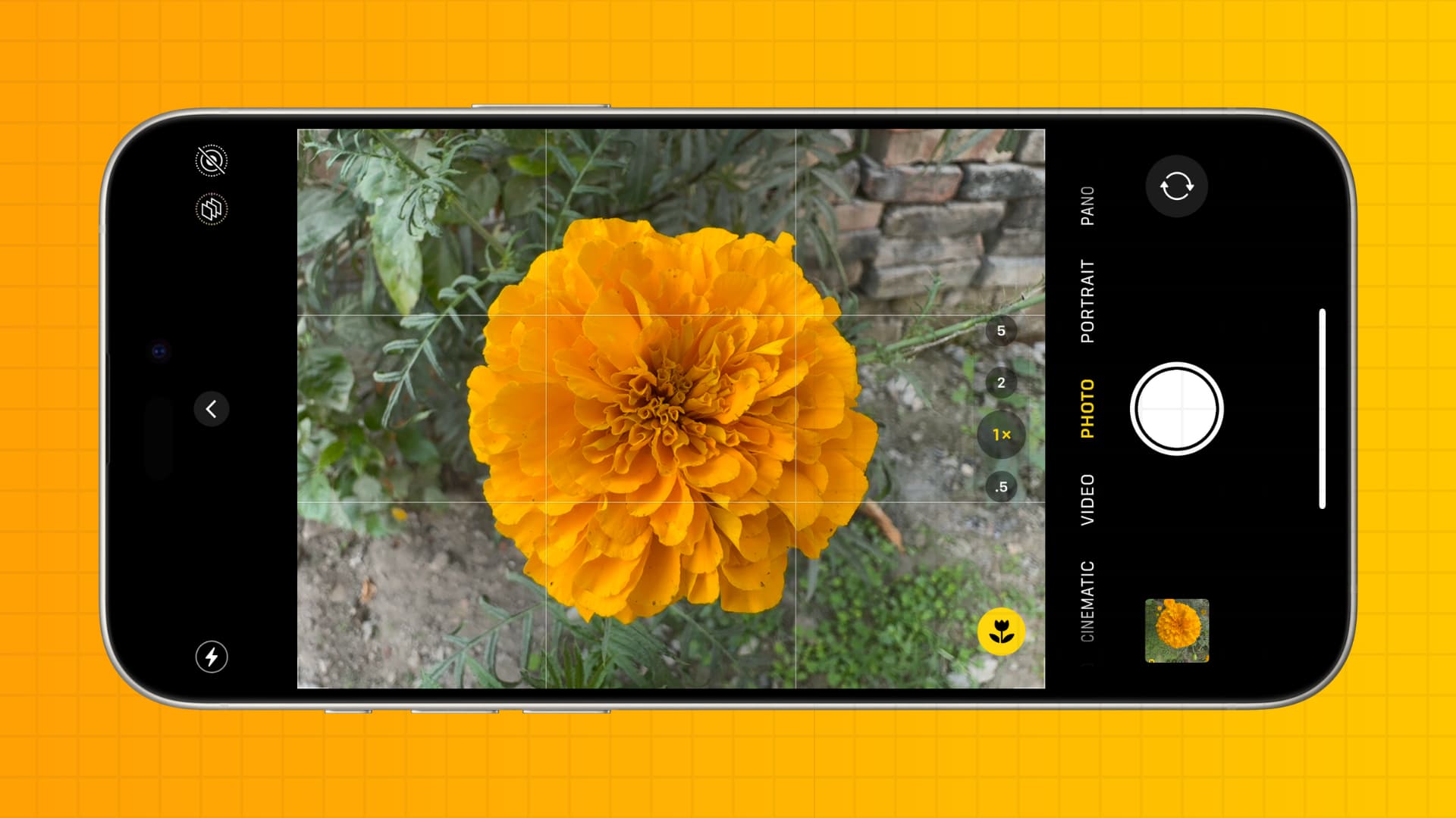Taking photo of a yellow flower on iPhone